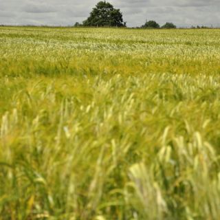 030-daresbury.jpg
