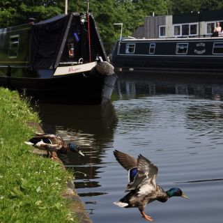 003-lymm.jpg