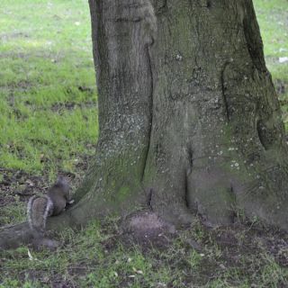 013-lymm.jpg