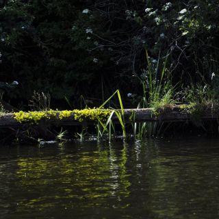 033-northwich_woodlands.jpg