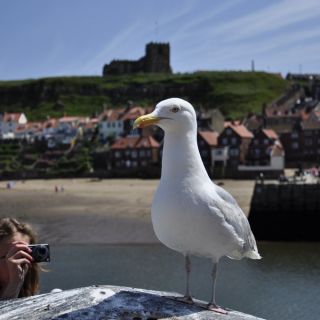 021-whitby.jpg