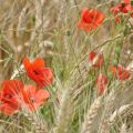 053-au_fil_de_la_loire-2012-07-03.jpg