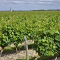 006-au_fil_de_la_loire-2012-07-04.jpg