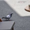 034-au_fil_de_la_loire-2012-07-04.jpg