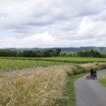 011-vignes_champtoceaux.jpg