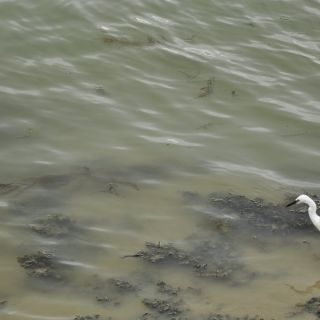 002-aigrette.jpg